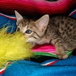 Savannah, F-7C, BST, Female, DOB 4-25-20