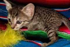 Freyja Savannah F-7C BST Female DOB 4-25-20 ss