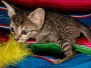 Freyja Savannah F-7C BST Female DOB 4-25-20 ss