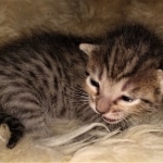 Savannah, F-7C, BST, Female, DOB 4-25-20