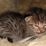 Savannah, F-7C, BST, Female, DOB 4-25-20