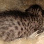 Savannah, F-7C, BST, Female, DOB 4-25-20