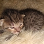 Savannah, F-7C, BST, Female, DOB 4-25-20