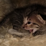 Savannah, F-7C, BST, Female, DOB 4-25-20