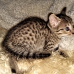 Savannah, F-7C, BST, Female, DOB 4-25-20