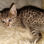 Savannah, F-7C, BST, Female, DOB 4-25-20