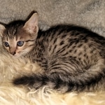 Savannah, F-7C, BST, Female, DOB 4-25-20