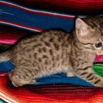 Savannah, F-7C, BST, Female, DOB 4-25-20