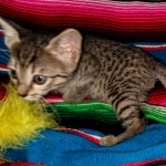 Savannah, F-7C, BST, Female, DOB 4-25-20