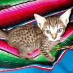 Savannah, F-7C, BST, Female, DOB 4-25-20