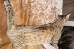 Rose Savannah F-7C BST Female DOB 4-3-19