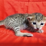 Savannah, F-7C  BST female DOB 4-3-19