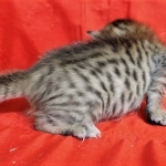 Savannah, F-7C  BST female DOB 4-3-19