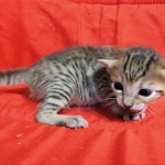 Savannah, F-7C  BST female DOB 4-3-19