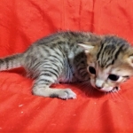 Savannah, F-7C  BST female DOB 4-3-19