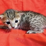 Savannah, F-7C  BST female DOB 4-3-19