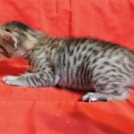Savannah, F-7C  BST female DOB 4-3-19