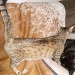 Savannah, F-7C  BST female DOB 4-3-19