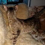 Savannah, F-7C  BST female DOB 4-3-19