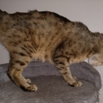 Savannah, F-7C  BST female DOB 4-3-19