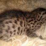 Savannah, F-7C, Male, BST, DOB 4-25-20