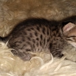 Savannah, F-7C, Male, BST, DOB 4-25-20