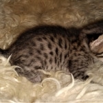 Savannah, F-7C, Male, BST, DOB 4-25-20