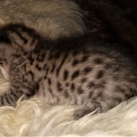 Savannah, F-7C, Male, BST, DOB 4-25-20