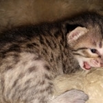 Savannah, F-7C, Male, BST, DOB 4-25-20