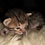 Savannah, F-7C, Male, BST, DOB 4-25-20