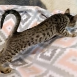 Savannah, F-7C, Male, BST, DOB 4-25-20