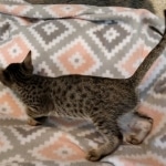 Savannah, F-7C, Male, BST, DOB 4-25-20