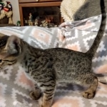 Savannah, F-7C, Male, BST, DOB 4-25-20