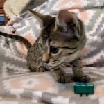 Savannah, F-7C, Male, BST, DOB 4-25-20