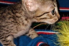 Merlin Savannah F-7C BST Male DOB 4-25-20 MD