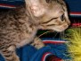 Merlin Savannah F-7C BST Male DOB 4-25-20 MD