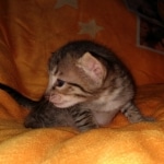 Savannah, F-7C, Male, BST, DOB 4-25-20