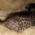 Savannah, F-7C, Male, BST, DOB 4-25-20