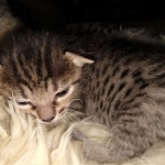 Savannah, F-7C, Male, BST, DOB 4-25-20