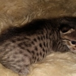 Savannah, F-7C, Male, BST, DOB 4-25-20