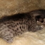 Savannah, F-7C, Male, BST, DOB 4-25-20