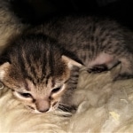 Savannah, F-7C, Male, BST, DOB 4-25-20