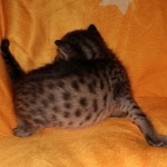 Savannah, F-7C, Male, BST, DOB 4-25-20