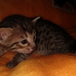 Savannah, F-7C, Male, BST, DOB 4-25-20