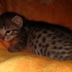 Savannah, F-7C, Male, BST, DOB 4-25-20