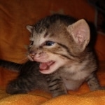 Savannah, F-7C, Male, BST, DOB 4-25-20