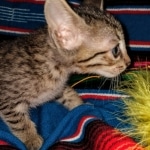 Savannah, F-7C, Male, BST, DOB 4-25-20