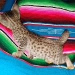 Savannah, F-7C, Male, BST, DOB 4-25-20