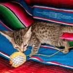 Savannah, F-7C, Male, BST, DOB 4-25-20