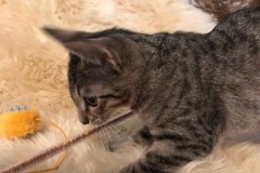 Teel Savannah F-7C Cool BST Female DOB 4-3-19